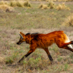 Otro aguará guazú regresa a la naturaleza