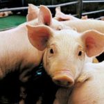 Triquinosis: piden extremar los cuidados