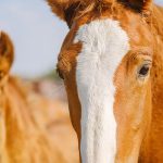Encefalomielitis,el virus que afecta a los caballos