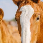 Encefalomielitis,el virus que afecta a los caballos
