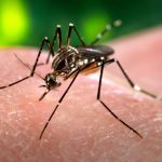 En tres de cada 100 viviendas se detectaron larvas de Aedes aegypti