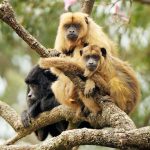 Tres Monos Carayá rescatados de cautiverio